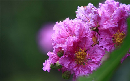 紫薇花的用途和特点是什么