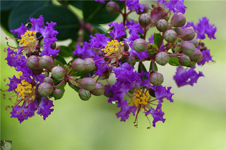 紫薇花的用途和特点是什么