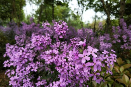 蓝香芥如何养护和管理