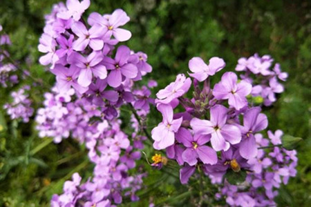 蓝香芥如何养护和管理