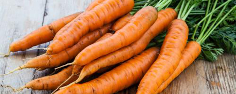胡萝卜的繁殖方法有几种