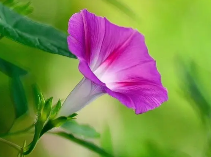 牵牛花的花语是什么（牵牛花的寓意和象征）