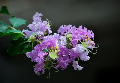 紫薇花花语和寓意（紫薇花的花语是什么）