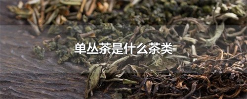 单丛茶是什么茶类（单丛茶属于什么茶种）