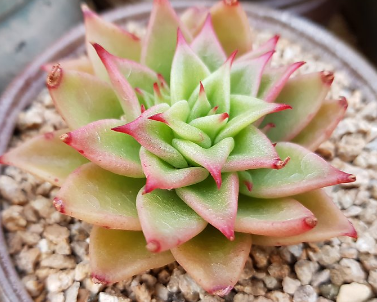 赤星多肉植物怎么养（多肉植物养护技巧）