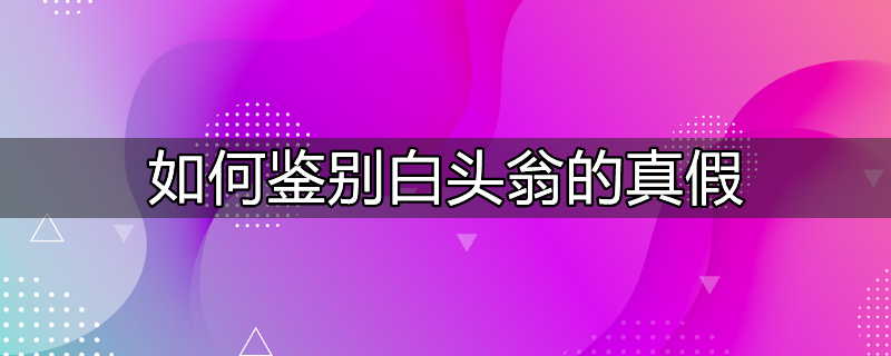 如何鉴别白头翁的真假