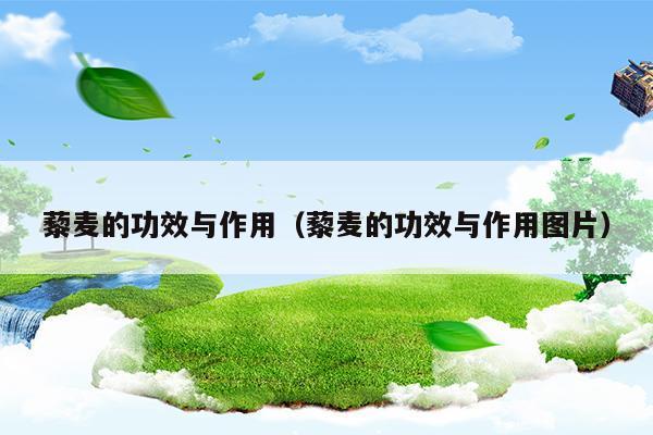 藜麦的功效与作用及营养价值和禁忌