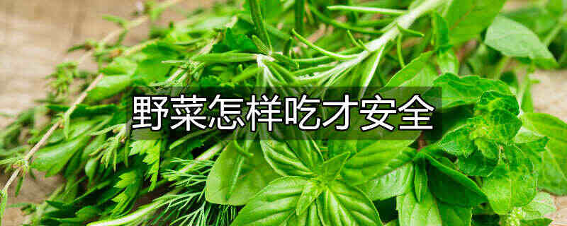 挖野菜什么梗