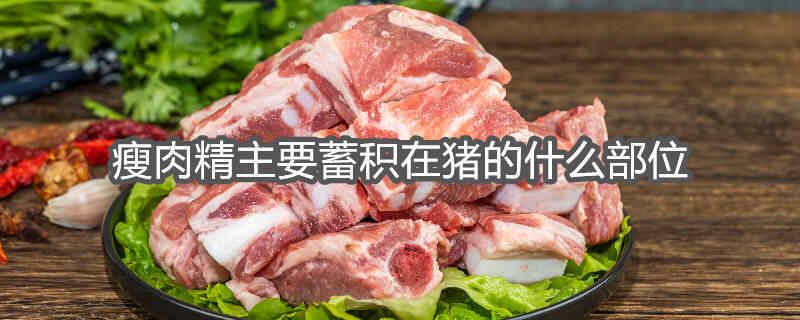 瘦肉精主要蓄积在猪的什么部位