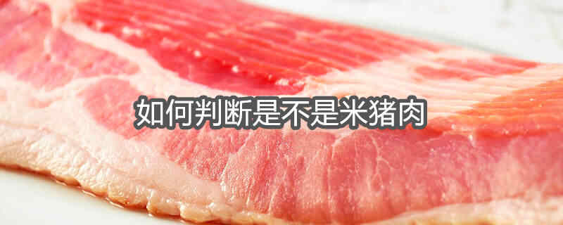 米猪肉和脂肪粒区别图