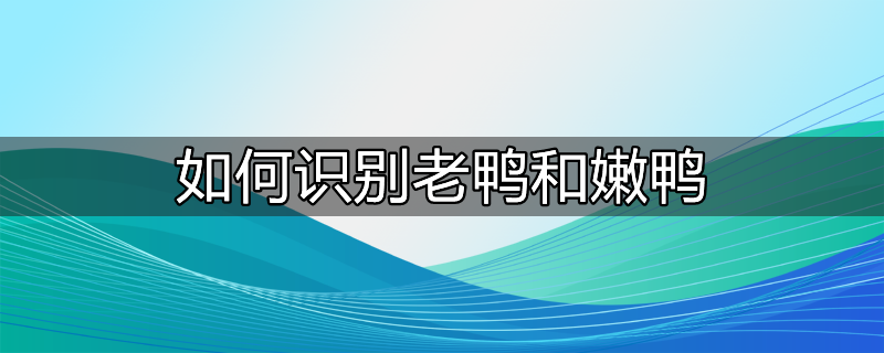 如何识别老鸭