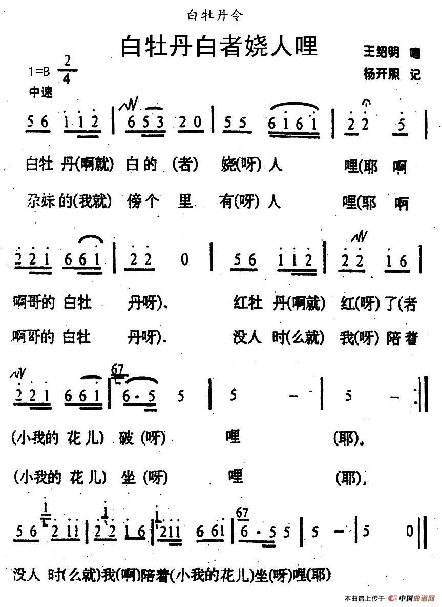 《白牡丹白者娆人哩》曲谱分享，民歌曲谱图