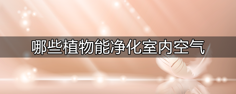 净化空气耐阴制氧室内植物