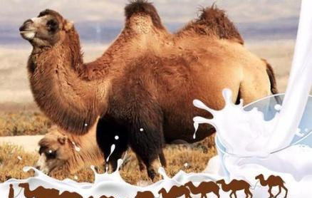 骆驼奶粉的功效和作用