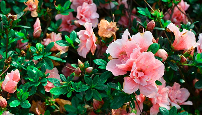 山茶花花期什么时候