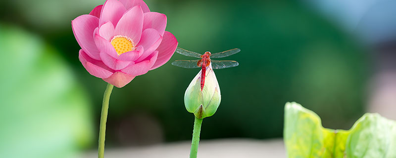 蜻蜓的寿命是多少时间