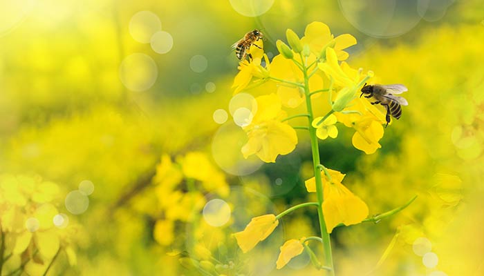 蜜蜂蜂箱怎么引蜜蜂