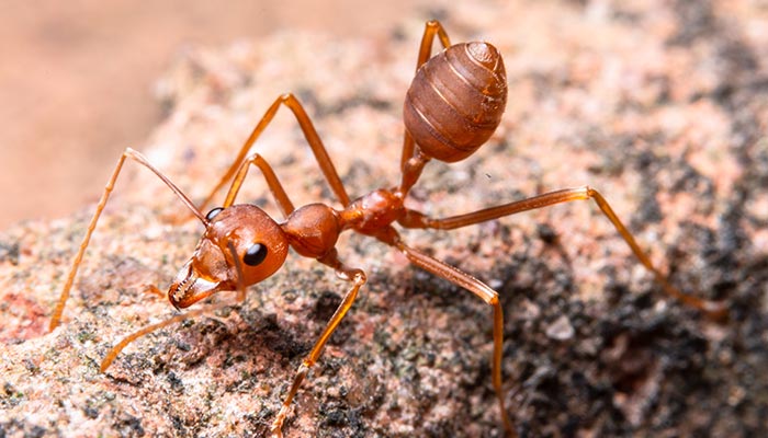 水蚂蚁能活多久