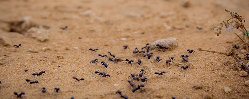 蚂蚁的触角是怎样传递信息的