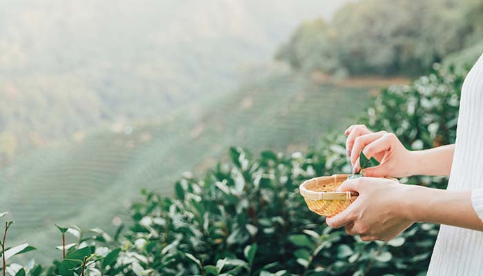 庐山云雾茶海拔500米以上的茶场
