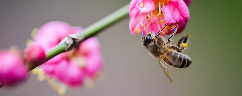 蜜蜂蜂箱怎么引蜜蜂