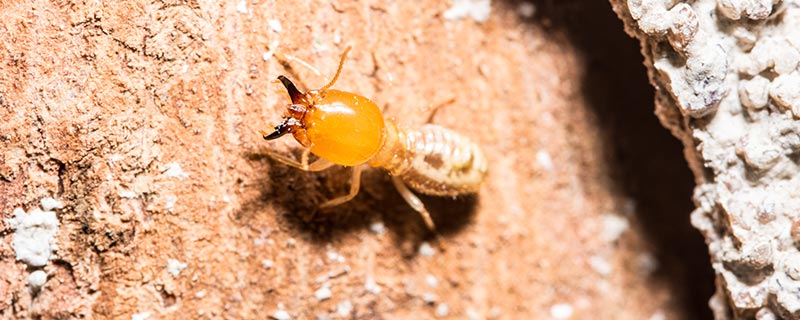床上有很小的蚂蚁是什么事