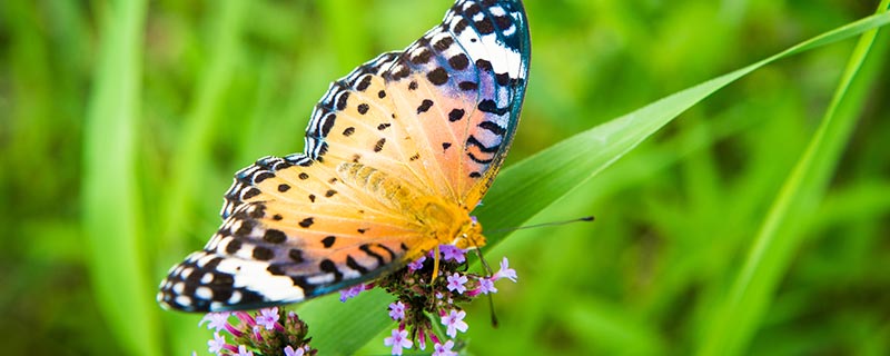 蝴蝶一般在什么季节出现