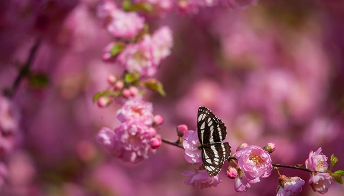 蝴蝶幼虫吃什么蝴蝶幼虫喜欢吃什么植物
