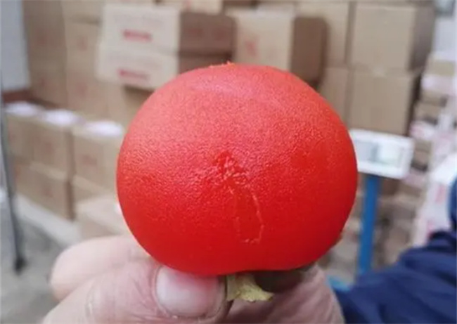 火晶柿子是脆的还是软的
