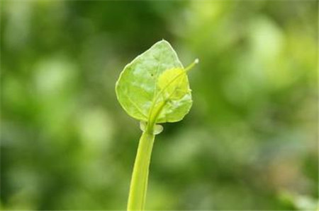 粉藤的功效和作用及食用方法