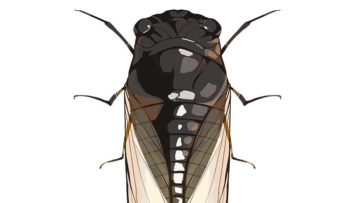 半翅目昆虫分类
