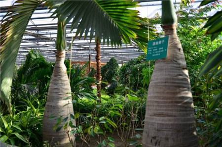 酒瓶椰子的种植方法
