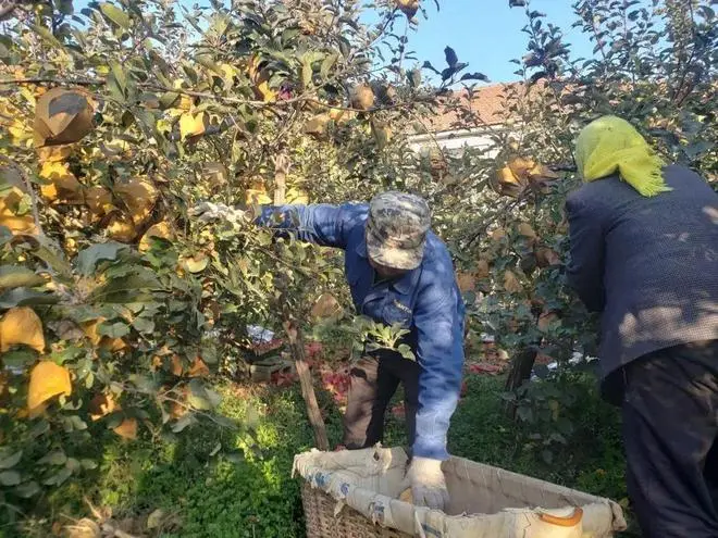 维纳斯黄金苹果百度百科