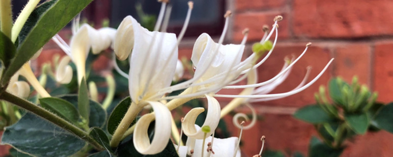 金银花和菊花一起泡茶有什么好处