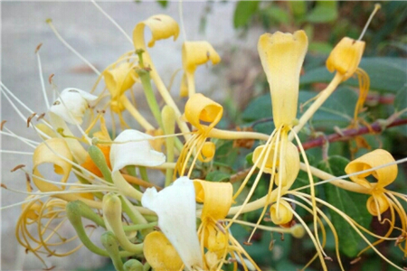 金银花和菊花一起泡茶有什么好处