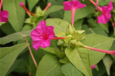 紫茉莉种子毒性大吗