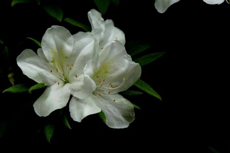 野生杜鹃花一年开几次花