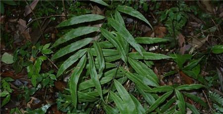 室内种植凤尾蕨的寓意及功效