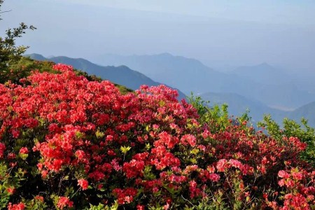 野生杜鹃花一年开几次花