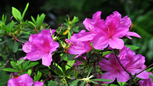 野生杜鹃花一年开几次花