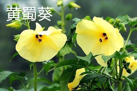 黄蜀葵花与秋葵花功能相同吗?