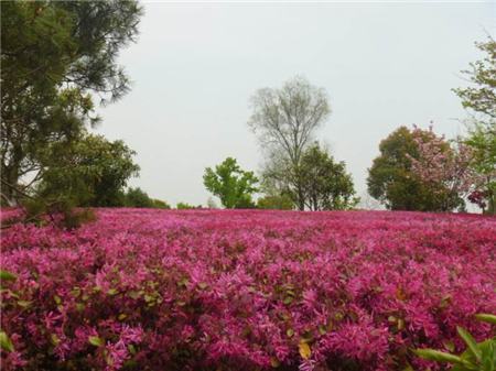 红花继木盆景怎么养视频