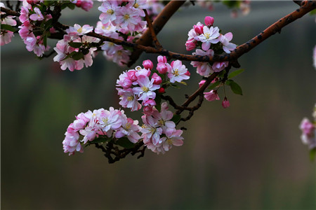 海棠花怎么养护