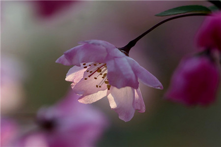 海棠花怎么养护