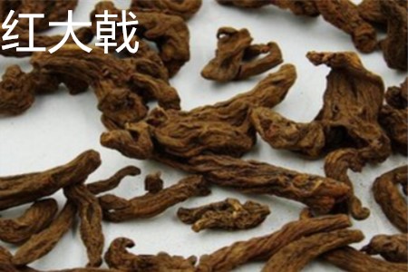 红大戟的副作用不良反应