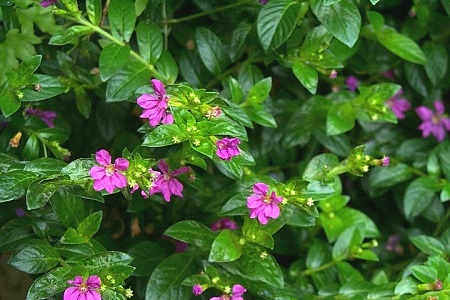 雪茄花开花时间