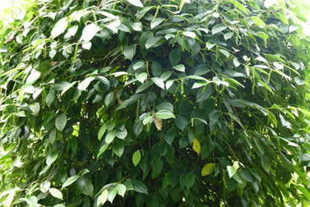 胡椒树的种植方法及管理