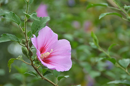 木槿花花后怎么修剪