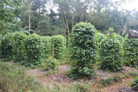胡椒树的种植方法及管理