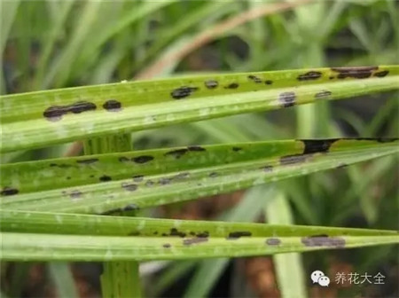 兰花长叶不长花怎么办